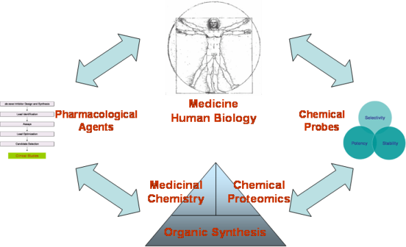 潘峥婴 - 合成化学部 - 北京大学深圳研究生院化